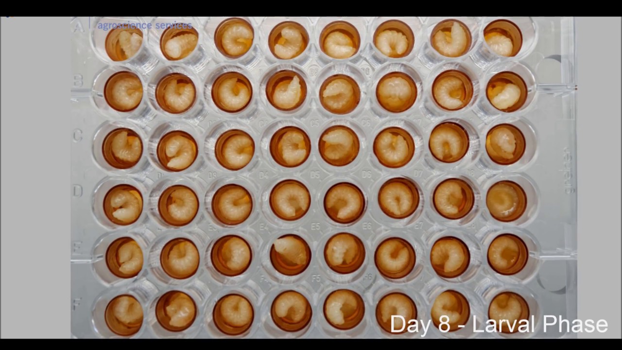 [Amazing] ► TIME LAPSE honeybee larval development in the lab [OECD GD 239]