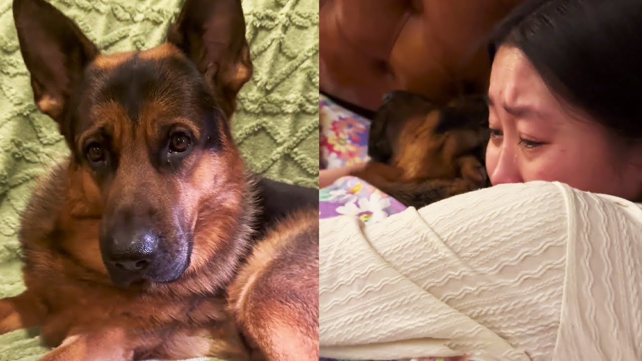 У Иньцзы на ноге была пустула, и он не ожидал, что превратится в опухоль.