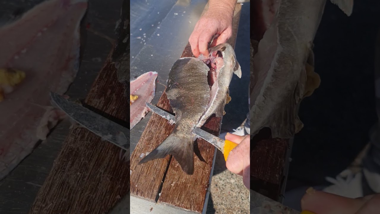 How To Fillet Luderick In Under 1 Minute