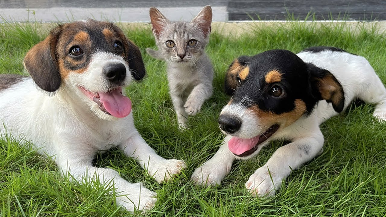 Two Puppies Meet an Abandoned Kitten for the First Time
