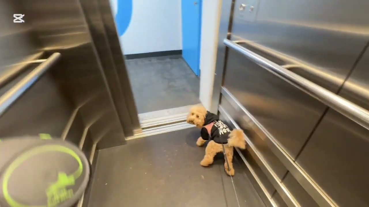 Three Elevators, One Dog – Schindler, KLEEMANN & Otis