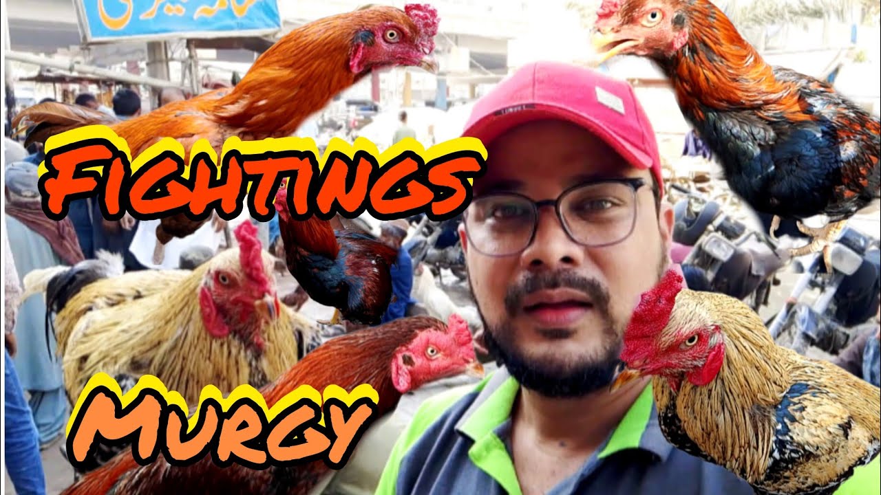 fighting murgy lalukhet Bird market main|| #hafeezuddin ||