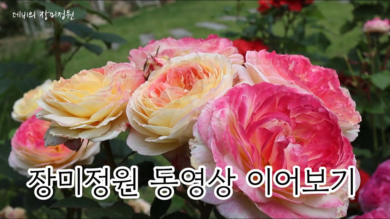 23년 봄 장미정원 영상ㅣNO BGM ㅣ로즈가든 rose garden