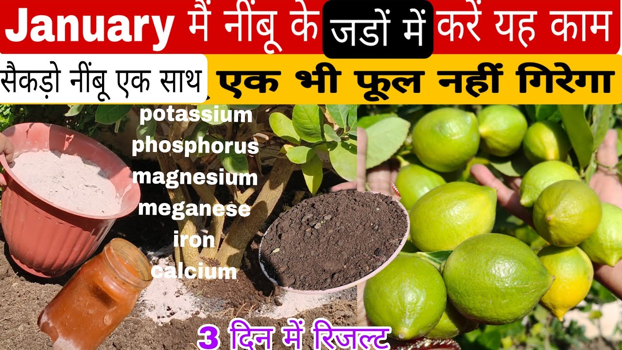 सालों  से नींबू नहीं लग रहे हैं या फिर फूल गिर रहे हैं तो जनवरी-फरवरी में यह जरूरी काम करें organic 