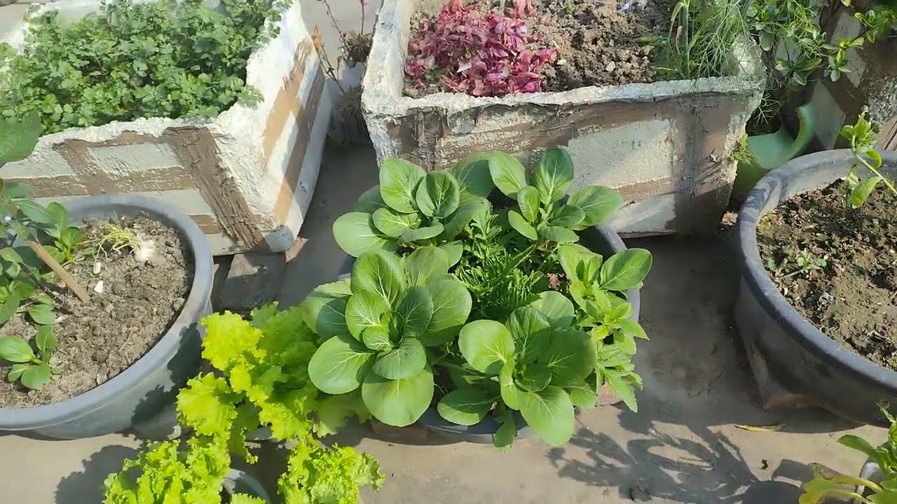Bhala batao to is sabzi ka naam keya hai