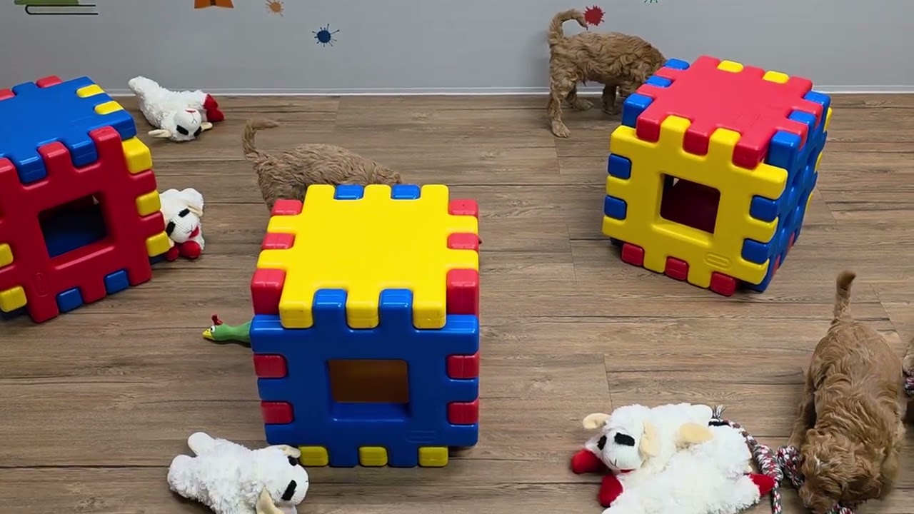 Голдендудлы Тедди, день 39