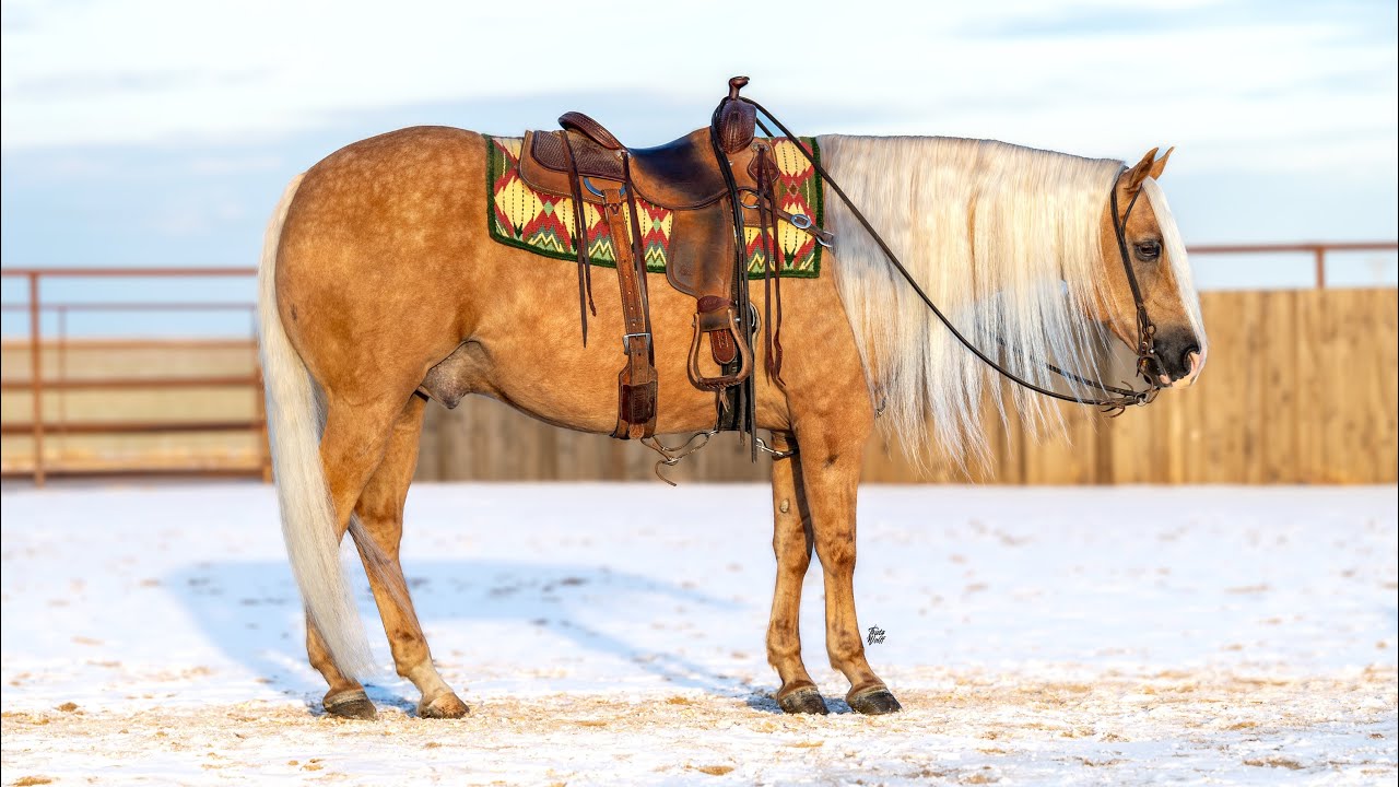 Rico 2017 AQHA Gelding - Bid.schmitthorseranch.com Bidding ends Jan 22
