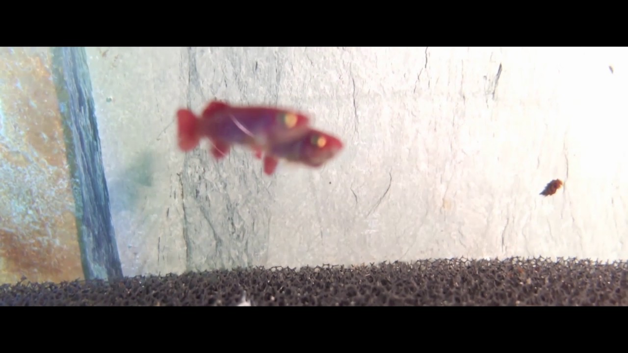 Pete's Killies - Nothobranchius korthausae 'Red Form'