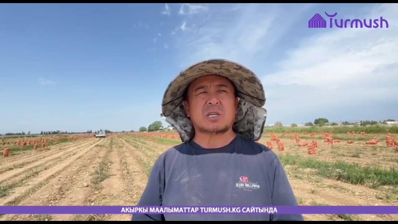 Ноокенде пияздын баасы 6 сомго чейин түшүп, дыйкандар карызга батты
