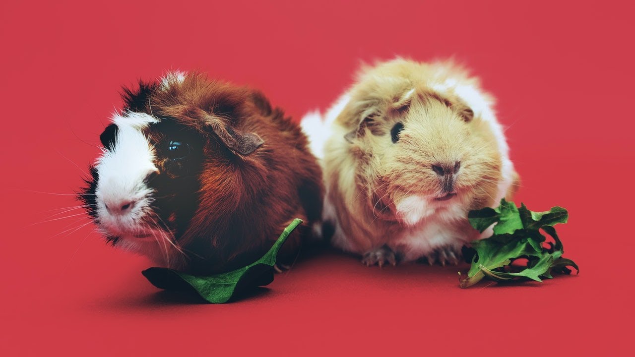 8 Low Maintenance Pets That Provide Love