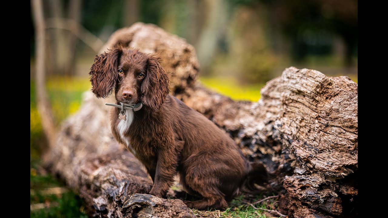 Shooting Peoples Dogs For Free! | Dog Photoshoot BTS | Behind The Scenes