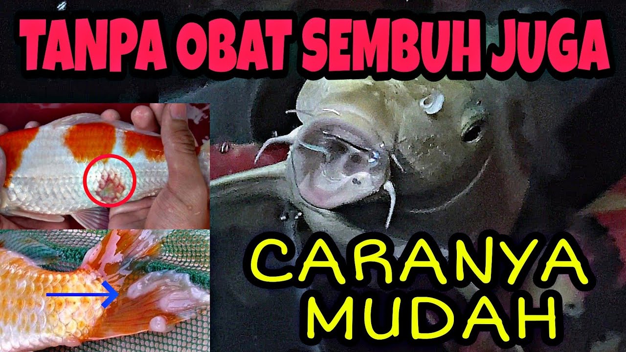 Mengobati Koi Sakit, Cara Mengobati Ikan Koi Jamuran, Ikan Koi Flashing, Ikan Koi Badan Merah