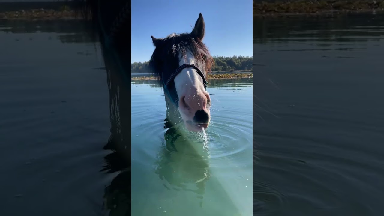 Horse standing in water at Lake in Baden-W&uuml;rttemberg, Germany