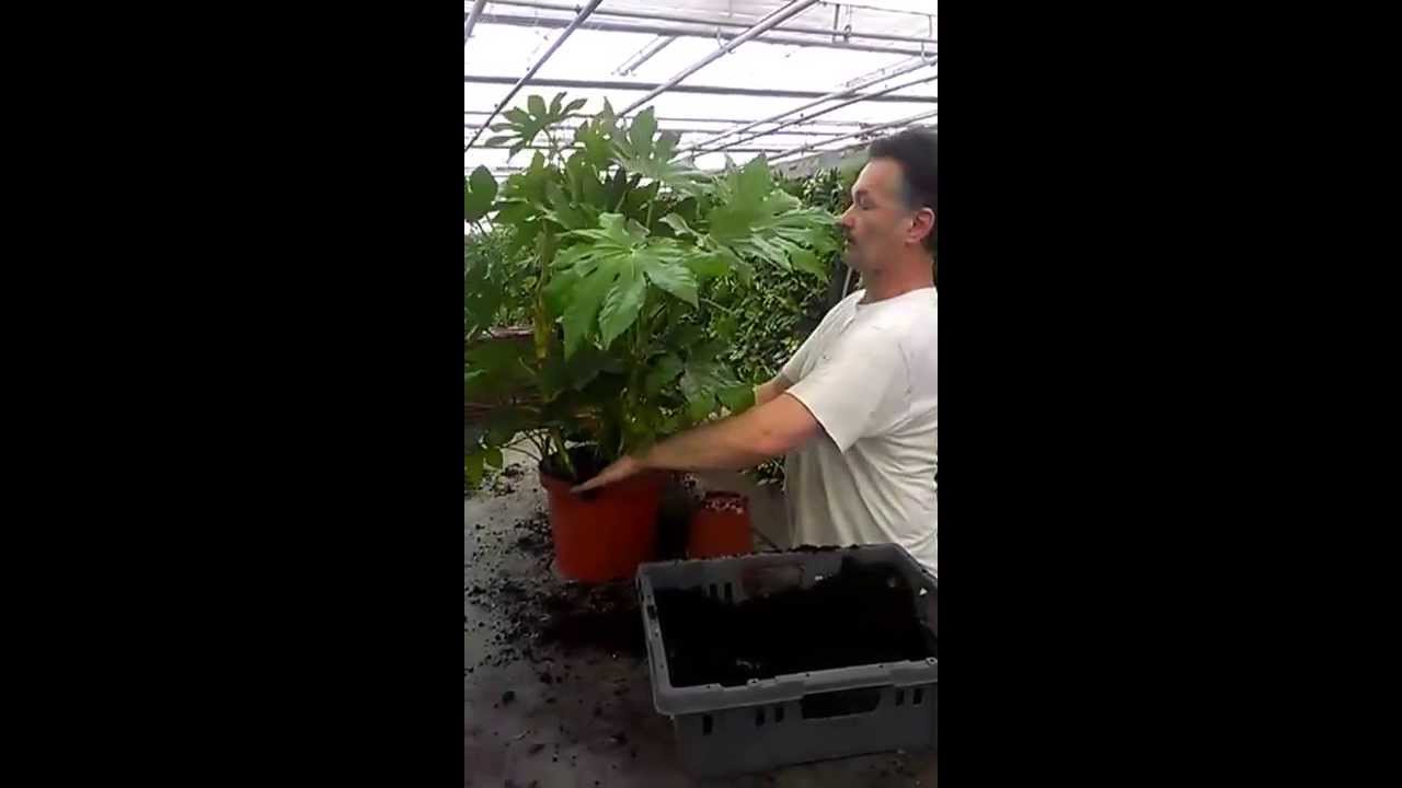 Zelf een fatsia (vingerplant) kuip/terrasplant maken