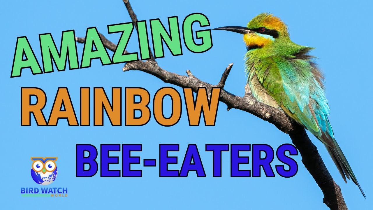 Beautiful Rainbow Bee-eaters - An Australian Native Bird You Just Have To See