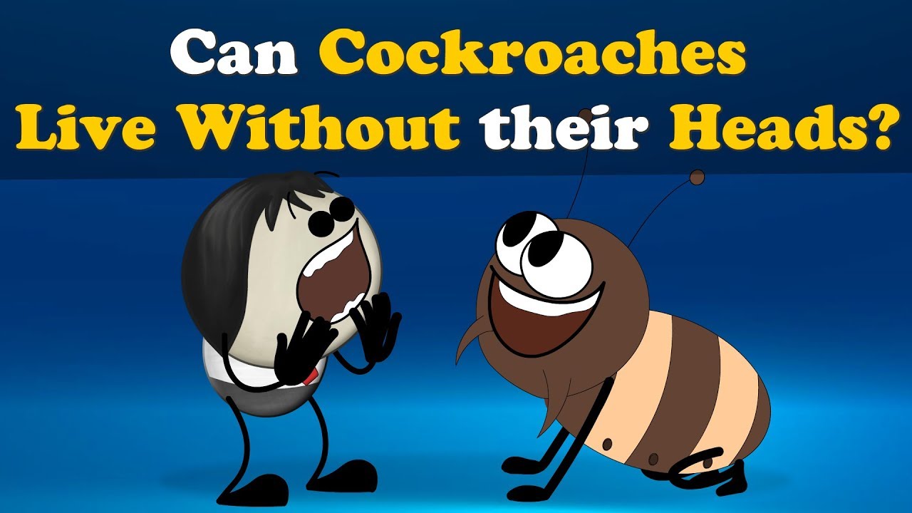 Can Cockroaches live without their Heads? + more videos | #aumsum #kids #education #children
