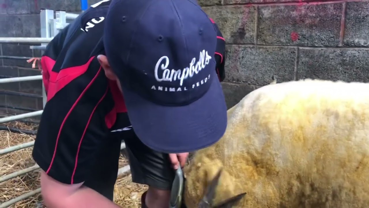 Getting sheep ready for the sales