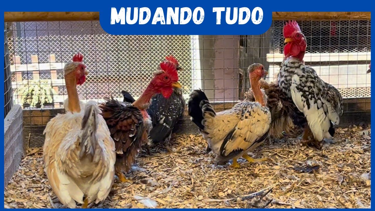 Rotina de um criador de galinhas ornamentais | Coração Campeiro 