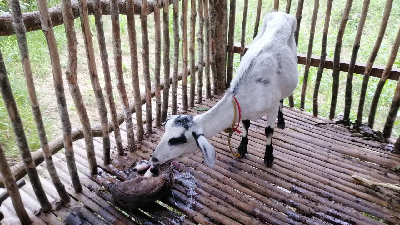 Ano ang dapat gawin sa bagong panganak na kambing?
