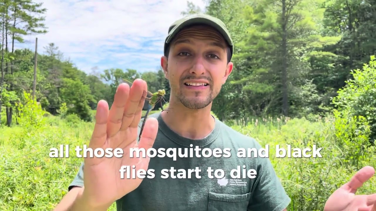 Nature Detectives: Mystery of the Big Dragon