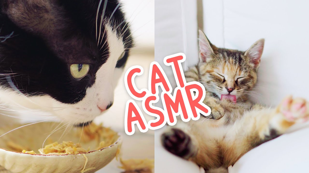 🎧 ASMR Cats eat wet food | Simply Nourish Grain Free Chicken & Salmon Stew Shreds & Flaked