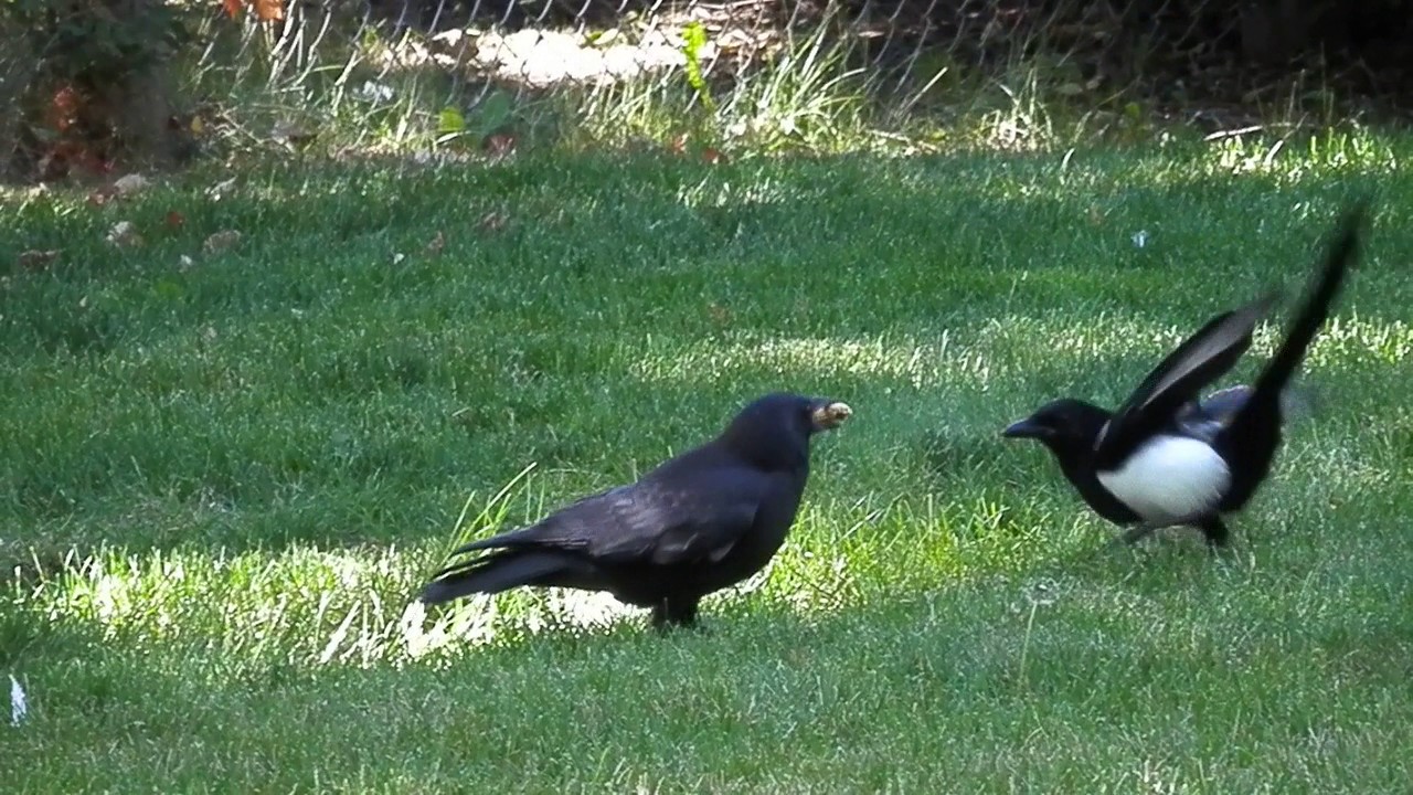 Crow / Magpie Fight
