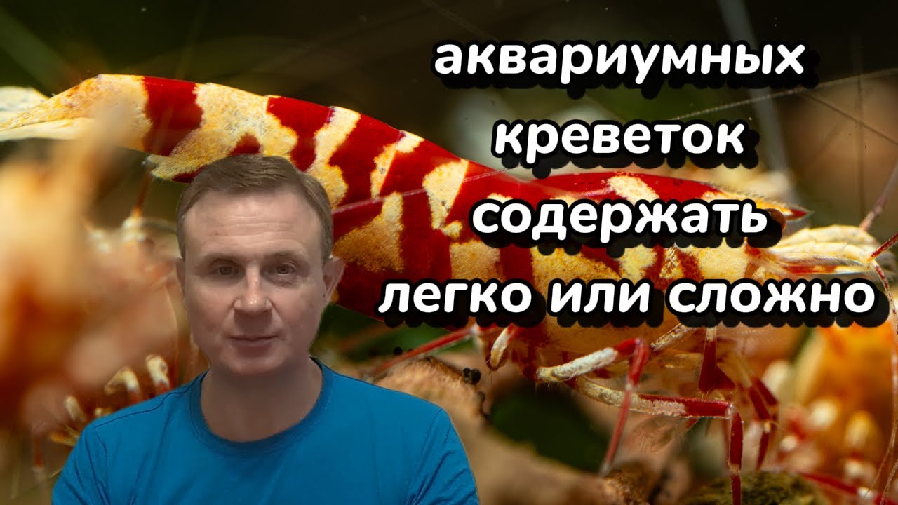аквариумных креветок содержать легко или сложно