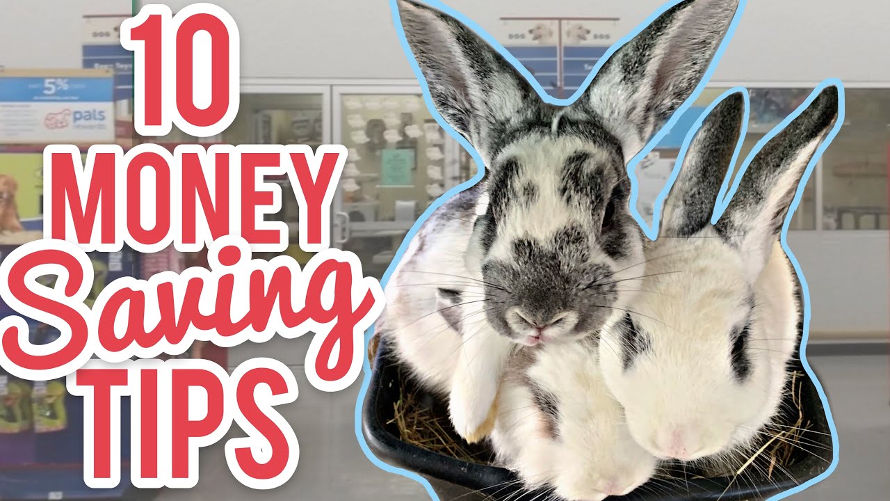 10 Money Saving Tips For Bunny Shopping