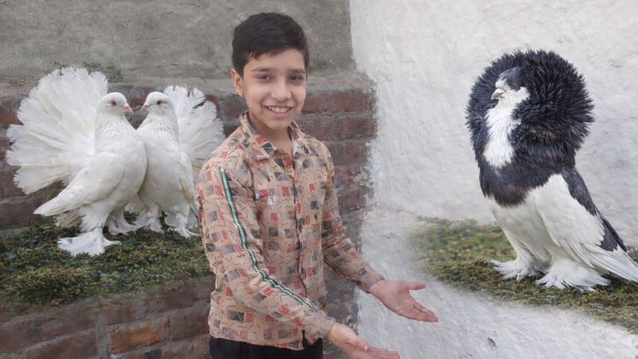 Shahzaib ka pegions or plant