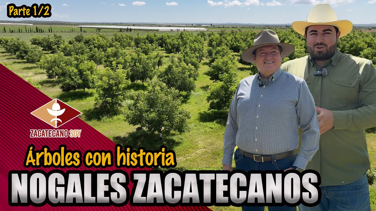 MI SUEGRO ME MOTIVÓ a plantar nogales