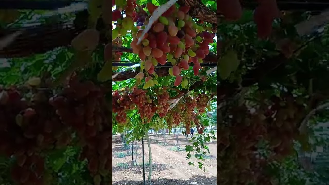 أنواع العنب