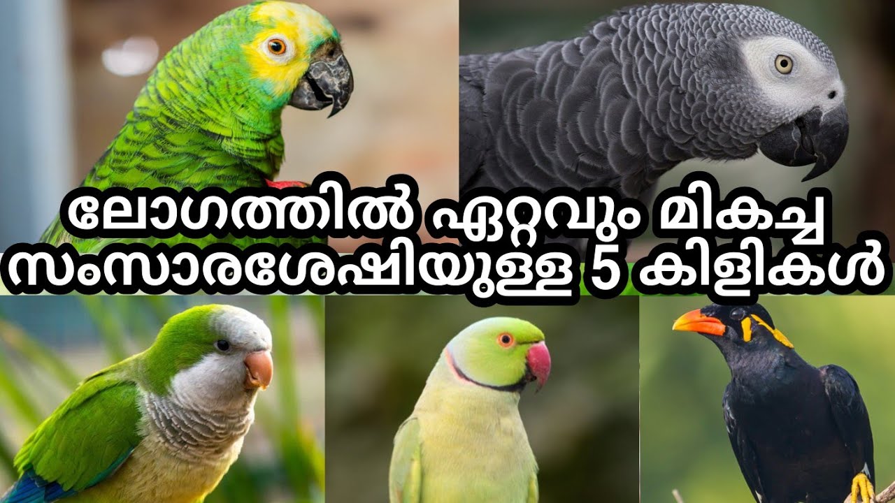 Best 5 Talking Parrots Malayalam|ലോകത്തിലെ ഏറ്റവും മികച്ച സംസാരശേഷിയുള്ള 5 തത്തകൾ#5bestTalkingbirds