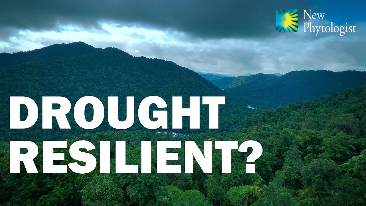 Shallow-water-table Amazon forests may provide resilience to climate change induced droughts