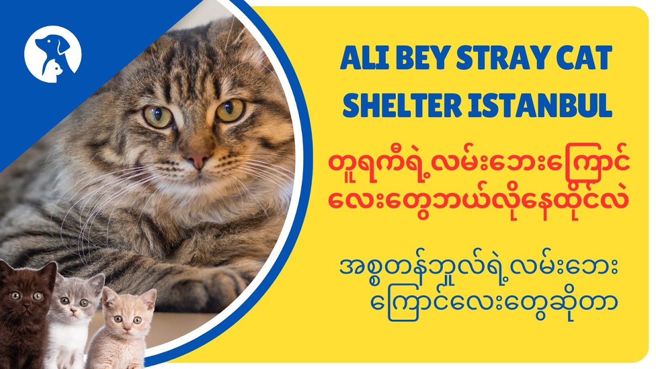 တူရကီမှာလမ်းဘေးကြောင်လေးတွေဘယ်လိုနေထိုင်လဲ / Ali Bey Stray Cat Shelter Istanbul