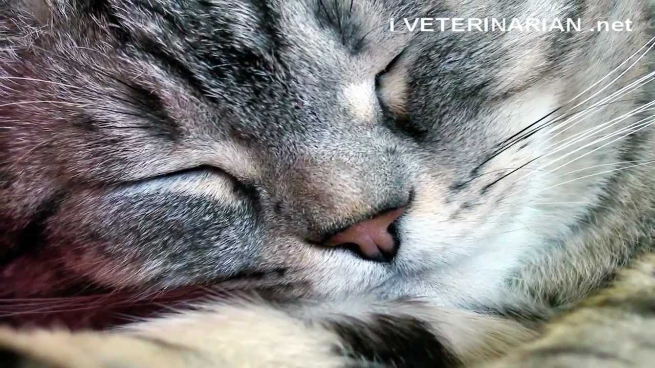 i Veterinarian Vets and Veterinarians Fort Lauderdale Vet New York City Vet Los Angeles Vet