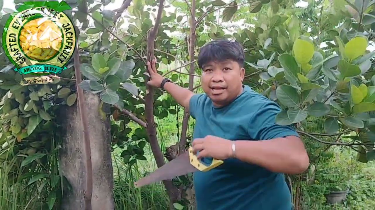 PRUNING 1YEAR 7MONTHS OLD EVIARC LANGKA