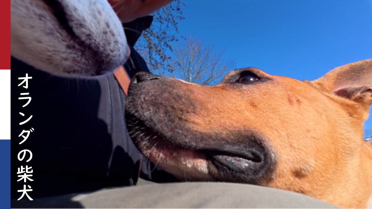 柴犬柿丸  人懐っこいスタッフォードシャー・ブル・テリアちゃんと それが気に入らない柴犬｜オランダ散歩・環境音