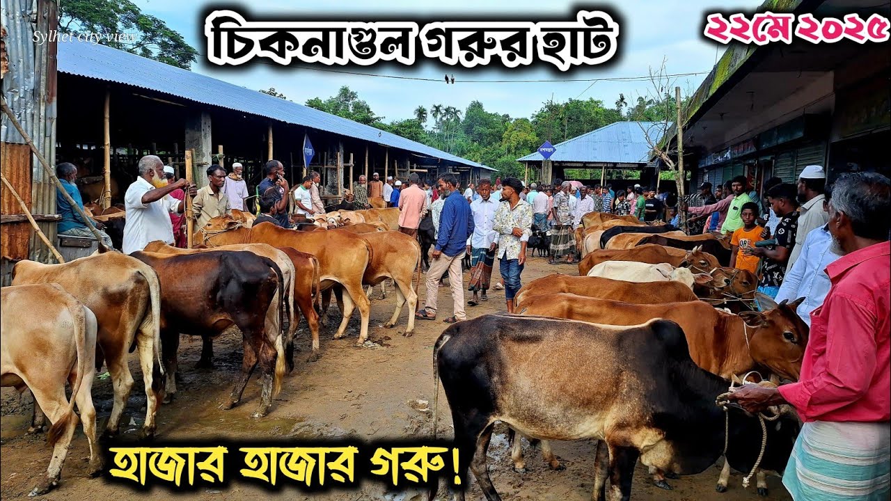 চিকনাগুল গরুর হাট | ছোট ও মাঝারি গরুর দারুণ কালেকশন | Sylhet Gorur Bazar|