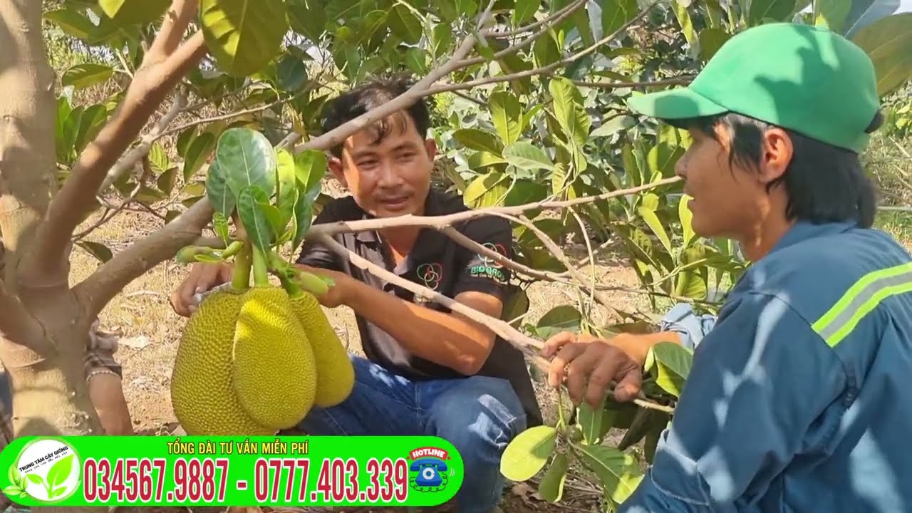 Giai đoạn nào Tuyển Trái mít ruột đỏ sơ vàng _ CÁCH CHỌN TỈA TRÁI MÍT RUỘT ĐỎ