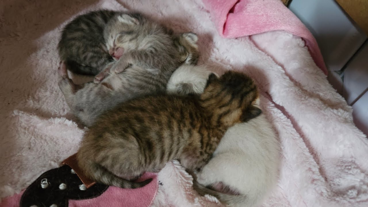 Stray Cat Moves Kittens, Again...But Finds The Purrfect Spot ❤️