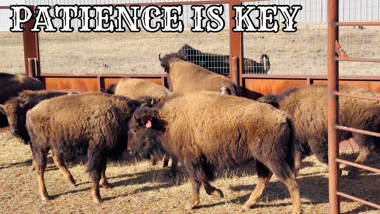Off To The Bison Auction [OKC Fairgrounds]
