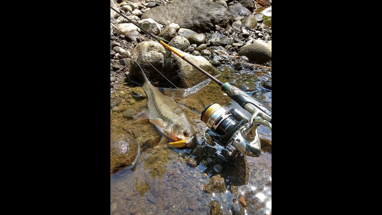 Ultralight Fishing Mahseer Casting Yogyakarta