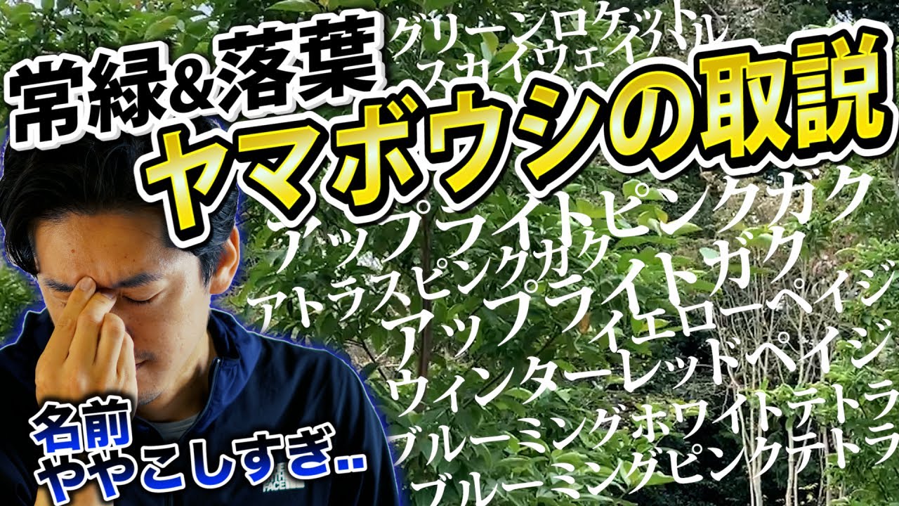 【ヤマボウシを進化させた男】今のヤマボウシを完全網羅
