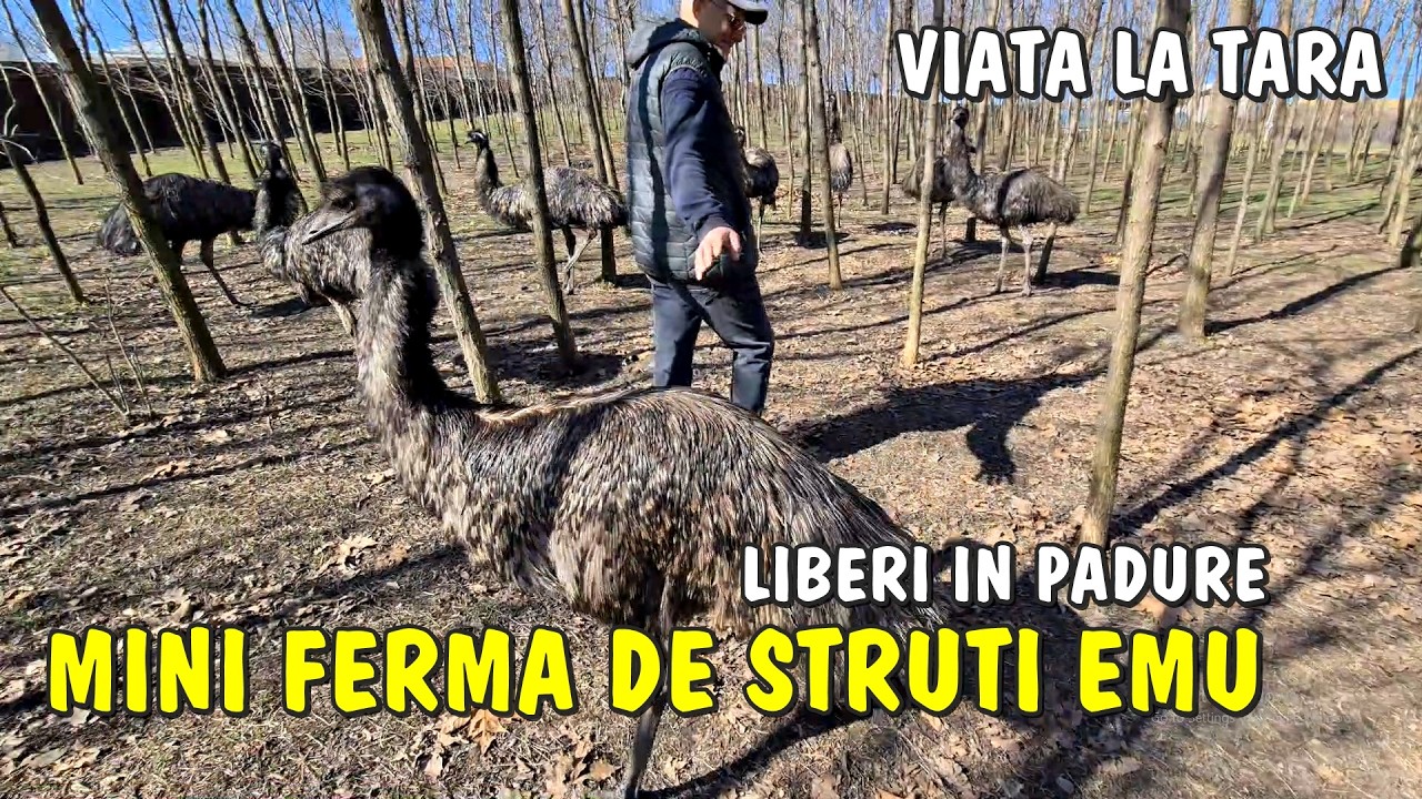 Viața la țară - Mini ferma de Struți Emu liberi prin pădure la Schela (Galați) și o gospodărie TOP