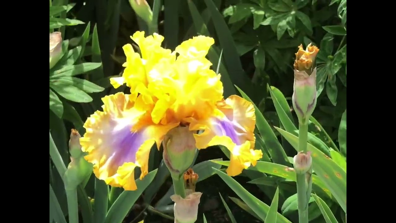 Schreiner’s Iris Garden Tour