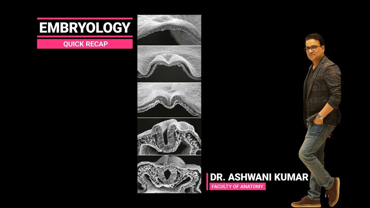 EMBRYOLOGY (QUICK RECAP)
