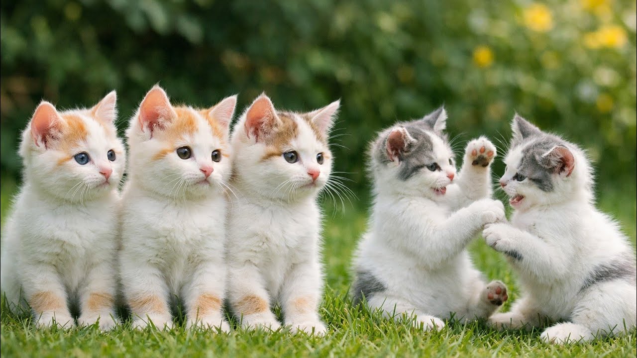 😸Cute Kittens Playing on Green Grass 🐾 | Natural Cat ASMR Sounds for Deep Relaxation & Stress Relief