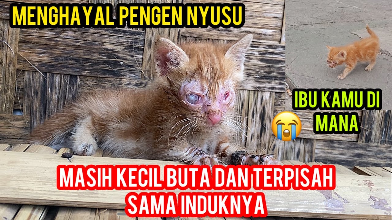 Anak Kucing Buta Melamun Pengen Nyusu Kangen Induknya Yang Entah Di Mana ‼️