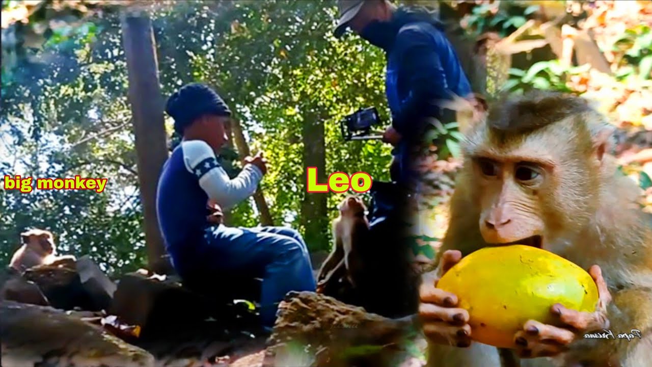 Smart Leo Runs to My Son and My Friend for Help When a Big Monkey Chases Him 🐵