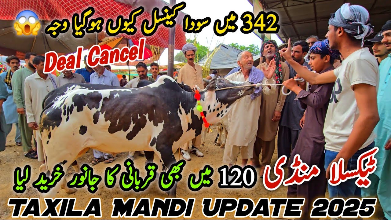 Taxila Mandi Latest Update 30 May 2025 | Bhatta Chowk Mandi